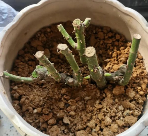 最不值得入的月季品种是什么