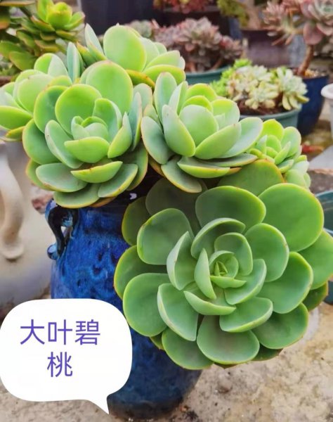 碧桃多肉有几个品种