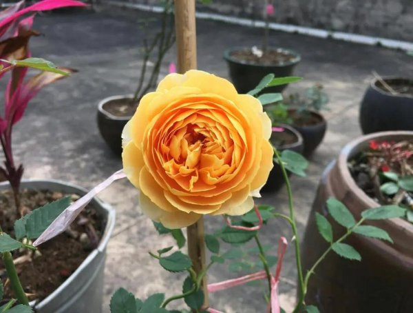 十大名贵月季排名