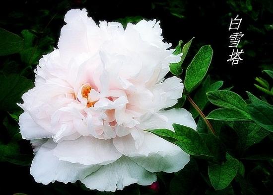 最珍贵的牡丹花品种是什么