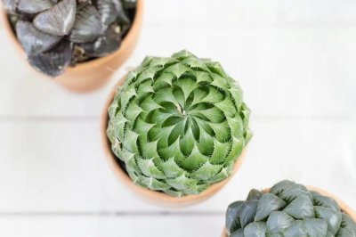 姬玉露干瘪了怎么恢复 讲解玉露叶子干瘪的原因