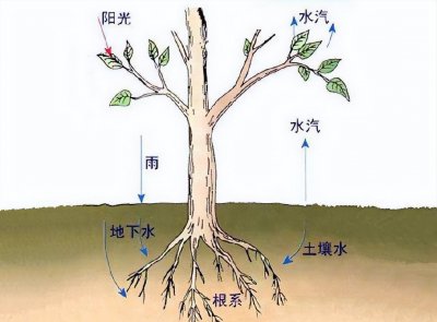 水杉属于水生植物吗 关于水生植物品种大全