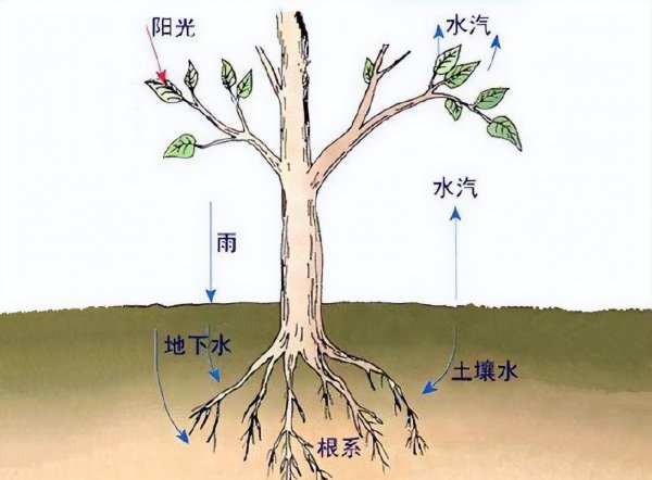 水杉属于水生植物吗