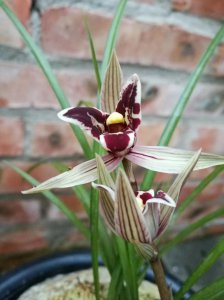 兰花分为哪三大类别 了解兰花分别品种与特征