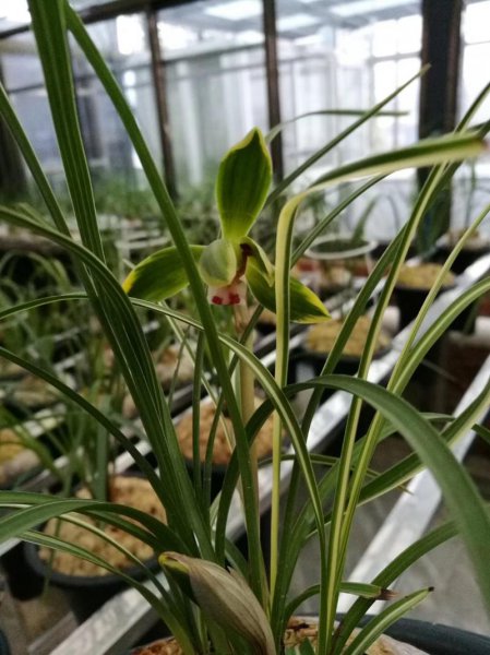 兰花分为哪三大类别