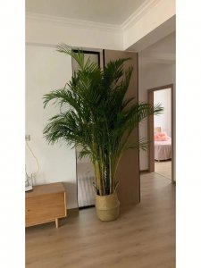 适合摆在客厅的植物有哪些 排名第一客厅绿植