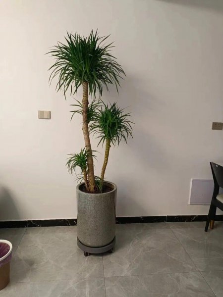 适合摆在客厅的植物有哪些