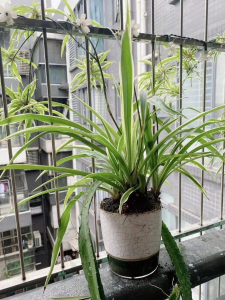 适合摆在客厅的植物有哪些