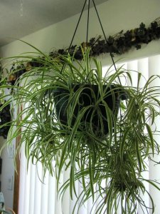 吊兰开花季节是几月份 最名贵的吊兰品种