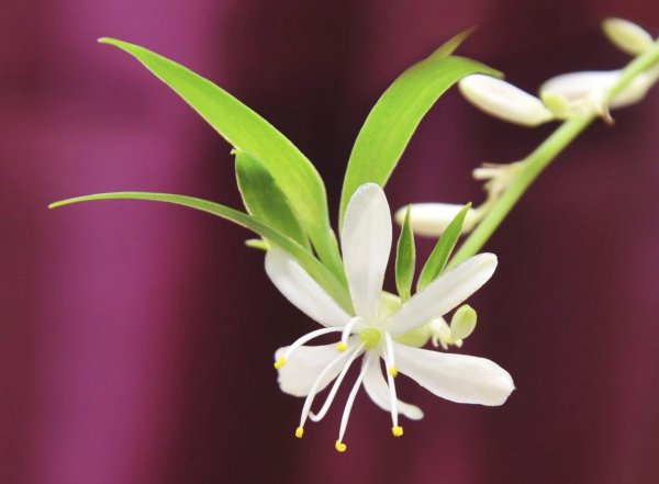 吊兰开花季节是几月份