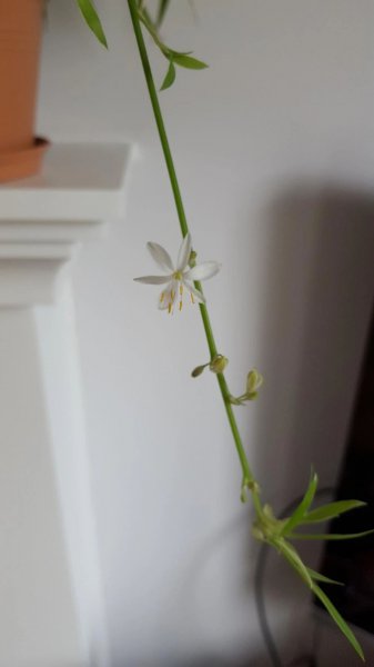 吊兰开花季节是几月份