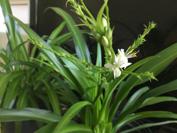吊兰开花季节是几月份