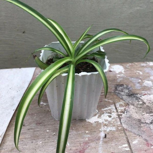 吊兰开花季节是几月份