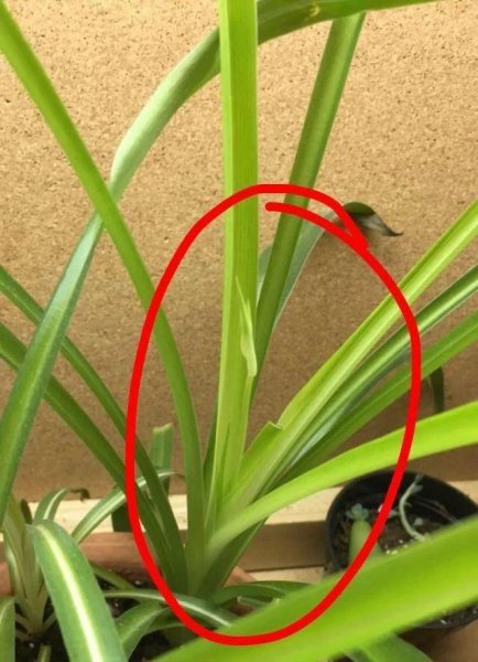 吊兰开花季节是几月份