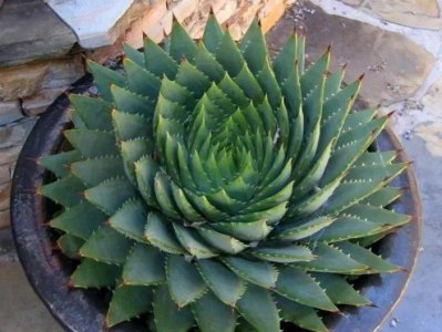 稀有芦荟品种有哪些 最贵的芦荟品种排名第一