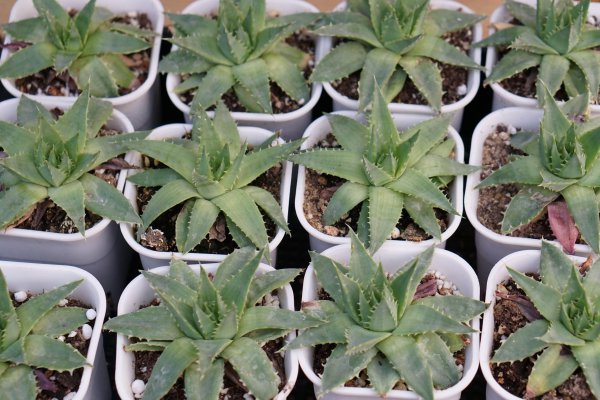 稀有芦荟品种有哪些