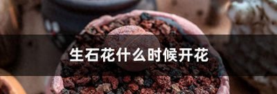 生石花多久开花一次 介绍生石花品种大全