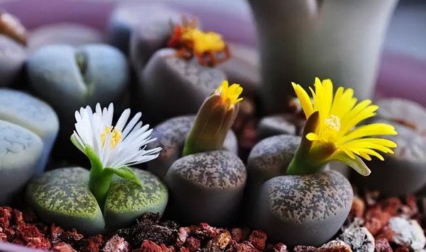 生石花多久开花一次