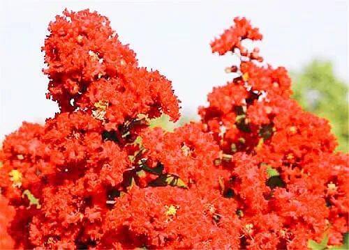 紫薇树品种介绍