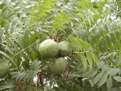 文冠果的种植时间
