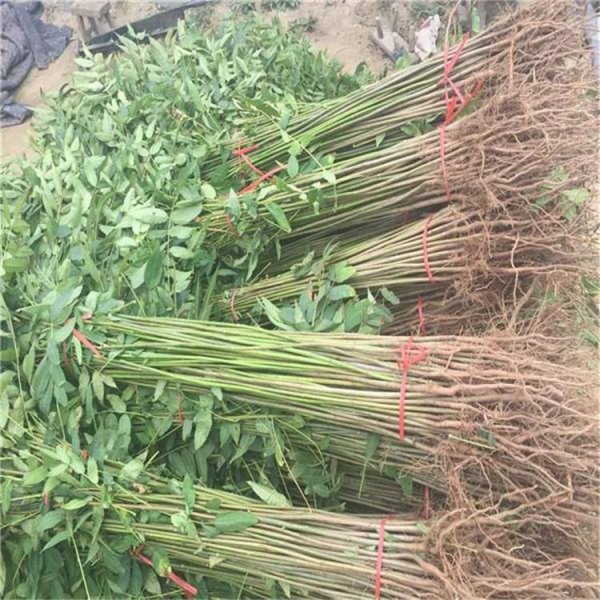 文冠果的种植时间