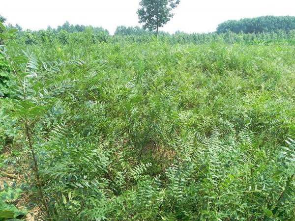 文冠果的种植时间