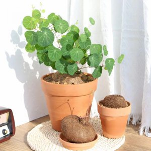 室内爬墙植物有哪些种类 耐寒又可以爬墙的花