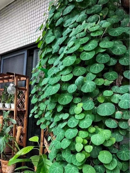室内爬墙植物有哪些种类