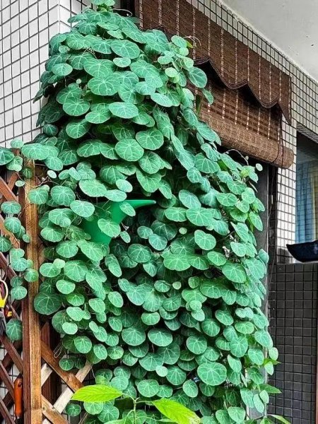 室内爬墙植物有哪些种类