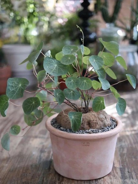 室内爬墙植物有哪些种类