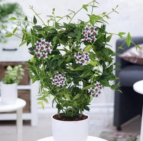 室内爬墙植物有哪些种类