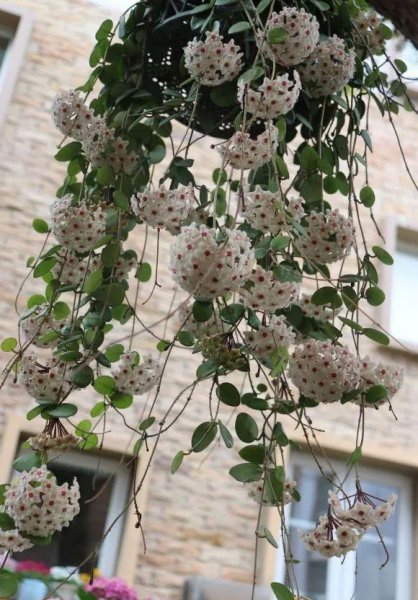 室内爬墙植物有哪些种类
