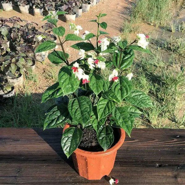 室内爬墙植物有哪些种类