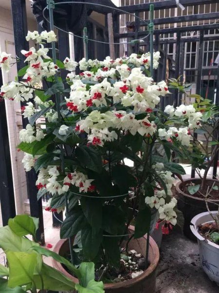 室内爬墙植物有哪些种类