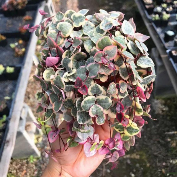 室内爬墙植物有哪些种类
