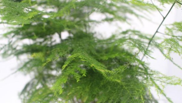 水里养的植物有哪些种类