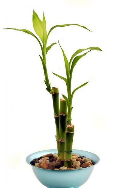 水里养的植物有哪些种类