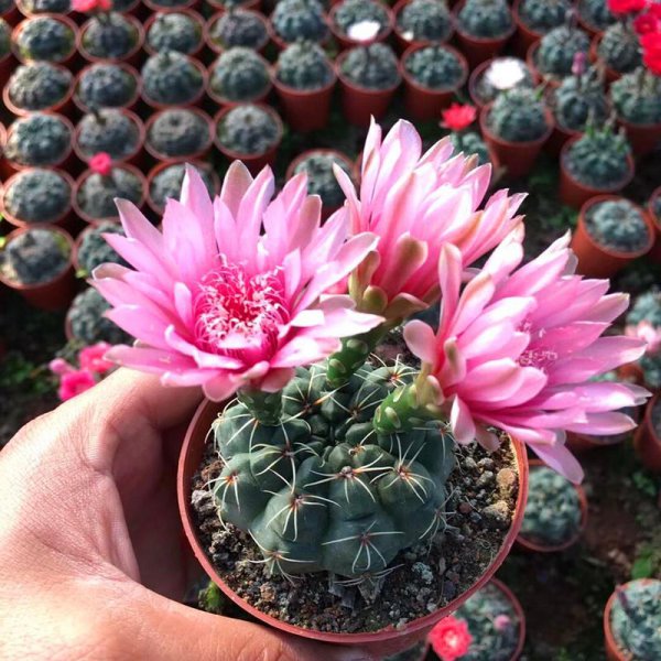 开花机器仙人球有哪些品种好