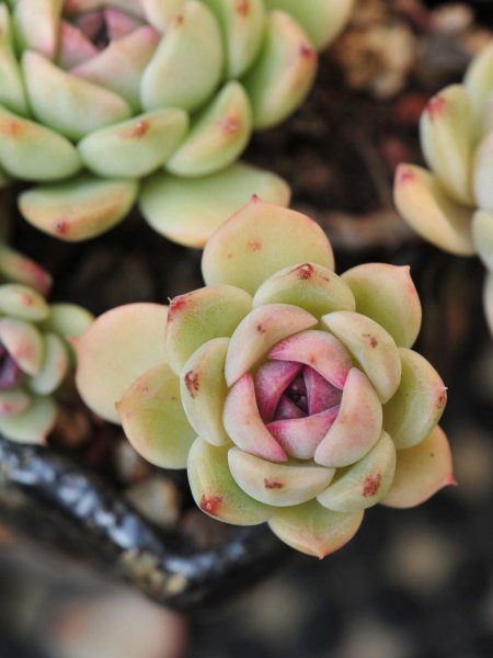 多肉植物怎么养才养的好