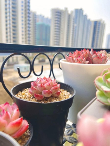 多肉植物怎么养才养的好