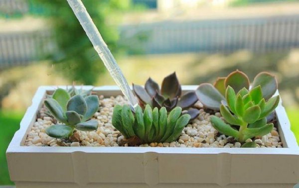 多肉植物怎么养才养的好