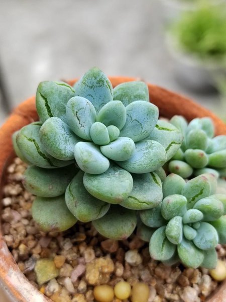 多肉植物怎么养才养的好