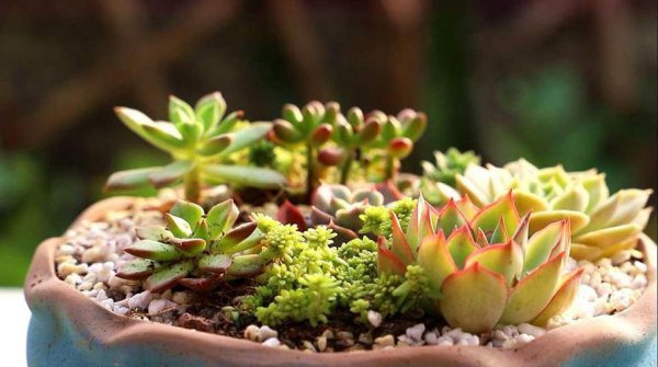 多肉植物怎么养才养的好