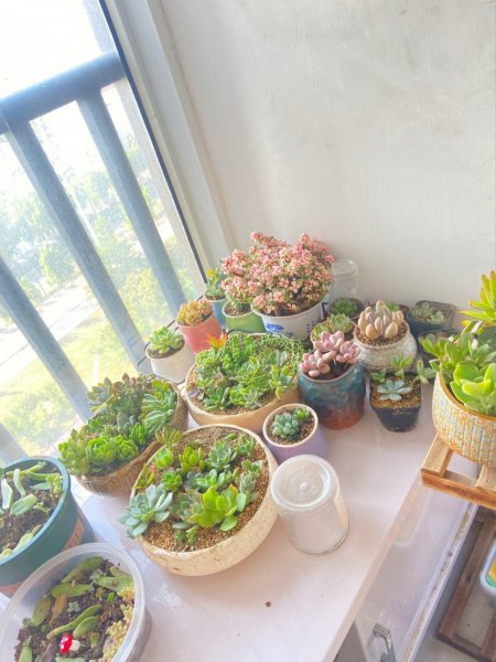 多肉植物怎么养才养的好