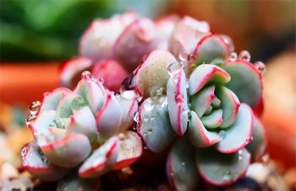 多肉植物怎么养才养的好