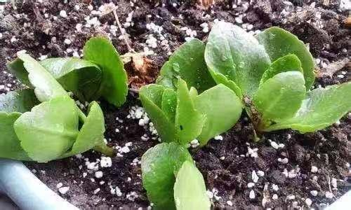 买来的长寿花怎样移栽