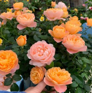 月季花种类大全 马路绿化植物品种