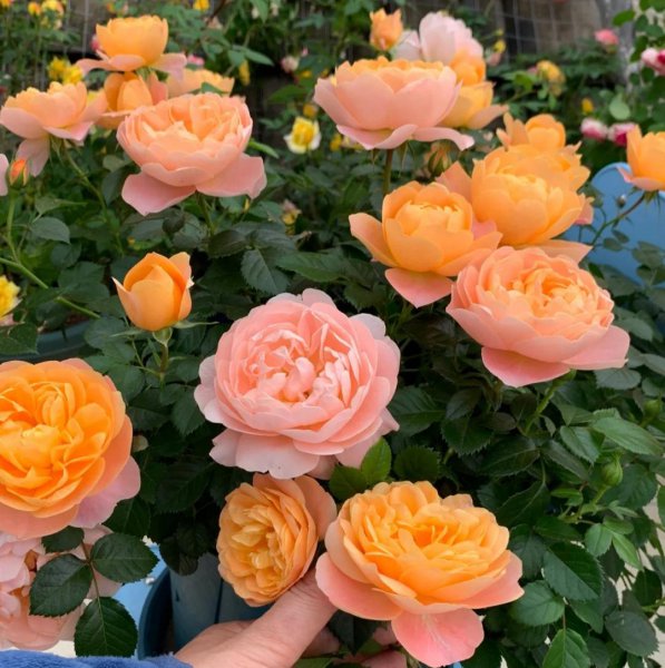 月季花种类大全