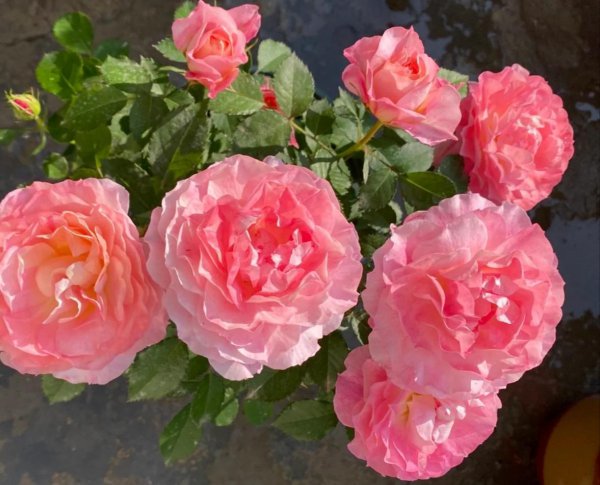月季花种类大全