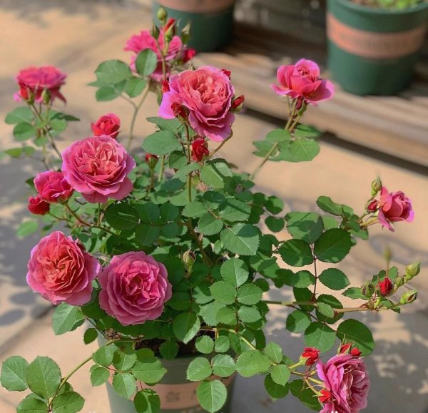 月季花种类大全